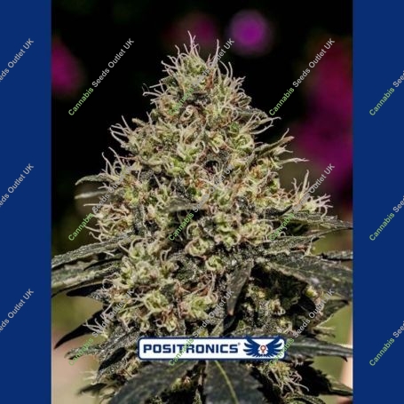 Critical 47 Feminized Marijuana Strain by Positronic Seeds For Sale Online at Cannabis Seeds Outlet