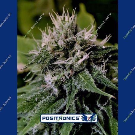 Critical Express Auto Feminized Marijuana Strain by Positronic Seeds For Sale Online at Cannabis Seeds Outlet