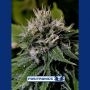 Critical Express Auto Feminized Marijuana Strain by Positronic Seeds For Sale Online at Cannabis Seeds Outlet
