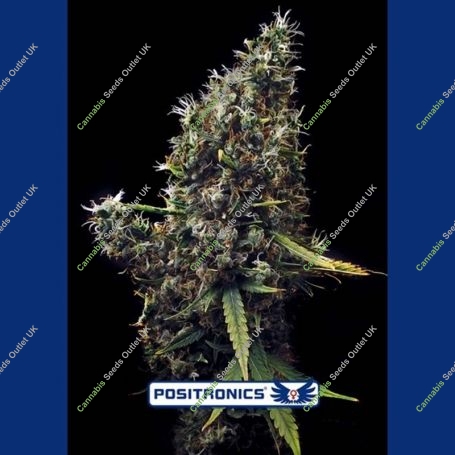 Cum Laude Feminized Marijuana Strain by Positronic Seeds For Sale Online at Cannabis Seeds Outlet