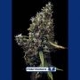 Cum Laude Feminized Marijuana Strain by Positronic Seeds For Sale Online at Cannabis Seeds Outlet