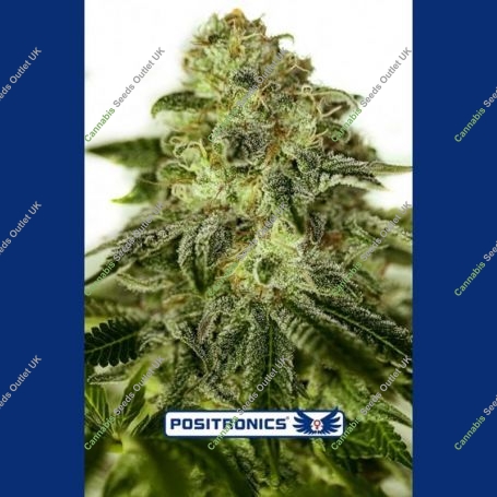 Glory OG Feminized Marijuana Strain by Positronic Seeds For Sale Online at Cannabis Seeds Outlet