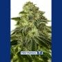 Glory OG Feminized Marijuana Strain by Positronic Seeds For Sale Online at Cannabis Seeds Outlet