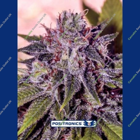Gordo Master Kush Feminized Marijuana Strain by Positronic Seeds For Sale Online at Cannabis Seeds Outlet