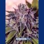 Gordo Master Kush Feminized Marijuana Strain by Positronic Seeds For Sale Online at Cannabis Seeds Outlet