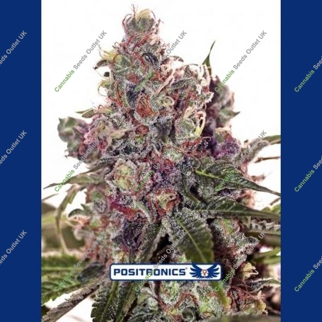 Grapefruit Feminized Marijuana Strain by Positronic Seeds For Sale Online at Cannabis Seeds Outlet