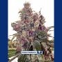 Grapefruit Feminized Marijuana Strain by Positronic Seeds For Sale Online at Cannabis Seeds Outlet