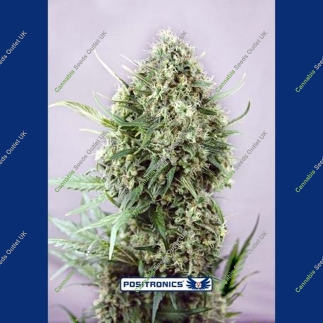 Jack Diesel Express Auto Feminized Marijuana Strain by Positronic Seeds For Sale Online at Cannabis Seeds Outlet
