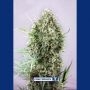 Jack Diesel Express Auto Feminized Marijuana Strain by Positronic Seeds For Sale Online at Cannabis Seeds Outlet