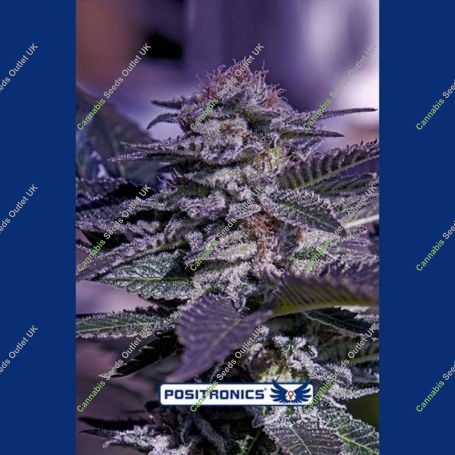 Kush Express Auto Feminized Marijuana Strain by Positronic Seeds For Sale Online at Cannabis Seeds Outlet
