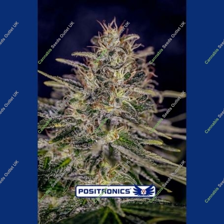 Lemon Trip Feminized Marijuana Strain by Positronic Seeds For Sale Online at Cannabis Seeds Outlet