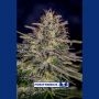 Lemon Trip Feminized Marijuana Strain by Positronic Seeds For Sale Online at Cannabis Seeds Outlet