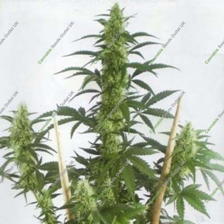 May Day Express Auto Feminized Marijuana Strain by Positronic Seeds For Sale Online at Cannabis Seeds Outlet