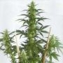May Day Express Auto Feminized Marijuana Strain by Positronic Seeds For Sale Online at Cannabis Seeds Outlet