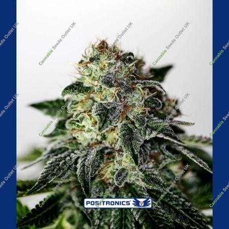 Mystic Cookie Express Auto Feminized Marijuana Strain by Positronic Seeds For Sale Online at Cannabis Seeds Outlet