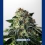 Mystic Cookie Express Auto Feminized Marijuana Strain by Positronic Seeds For Sale Online at Cannabis Seeds Outlet