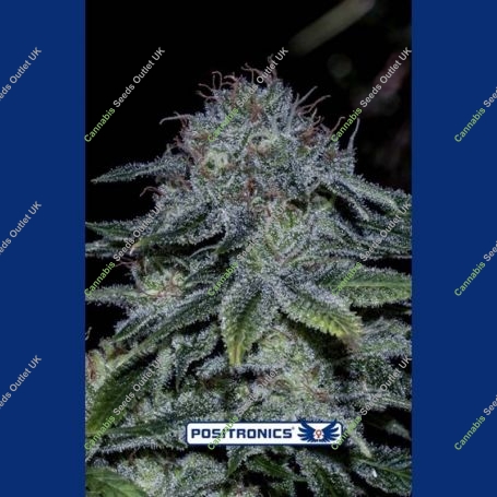 Mystic Cookie Feminized Marijuana Strain by Positronic Seeds For Sale Online at Cannabis Seeds Outlet