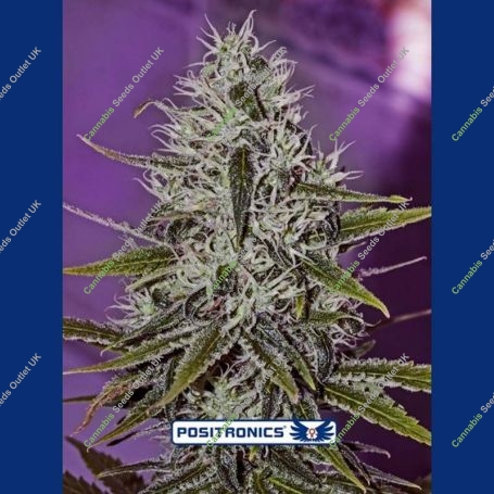 One Love Haze Feminized Marijuana Strain by Positronic Seeds For Sale Online at Cannabis Seeds Outlet