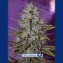 One Love Haze Feminized Marijuana Strain by Positronic Seeds For Sale Online at Cannabis Seeds Outlet