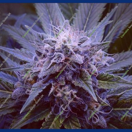 Purple Haze No.1 Feminized Marijuana Strain by Positronic Seeds For Sale Online at Cannabis Seeds Outlet