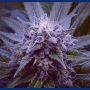 Purple Haze No.1 Feminized Marijuana Strain by Positronic Seeds For Sale Online at Cannabis Seeds Outlet