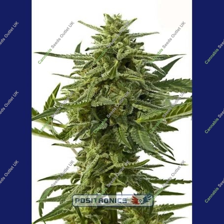Northern Haze Express Auto Feminized Marijuana Strain by Positronic Seeds For Sale Online at Cannabis Seeds Outlet