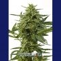 Northern Haze Express Auto Feminized Marijuana Strain by Positronic Seeds For Sale Online at Cannabis Seeds Outlet