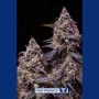 Somango 47 Female Positronic Cannabis Seeds