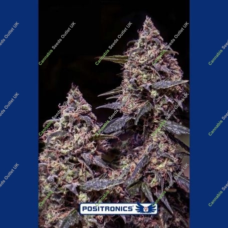 Somango 47 Feminized Marijuana Strain by Positronic Seeds For Sale Online at Cannabis Seeds Outlet