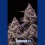 Somango 47 Feminized Marijuana Strain by Positronic Seeds For Sale Online at Cannabis Seeds Outlet
