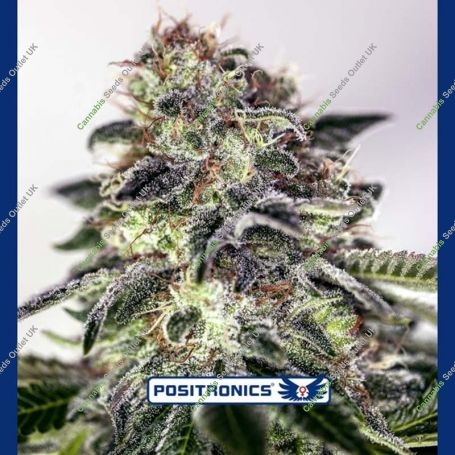 Sticky Dream Express Auto Feminized Marijuana Strain by Positronic Seeds For Sale Online at Cannabis Seeds Outlet