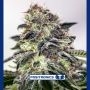 Sticky Dream Express Auto Feminized Marijuana Strain by Positronic Seeds For Sale Online at Cannabis Seeds Outlet