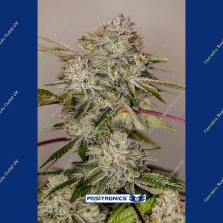 Sticky Dream Feminized Marijuana Strain by Positronic Seeds For Sale Online at Cannabis Seeds Outlet