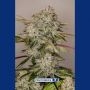 Sticky Dream Feminized Marijuana Strain by Positronic Seeds For Sale Online at Cannabis Seeds Outlet