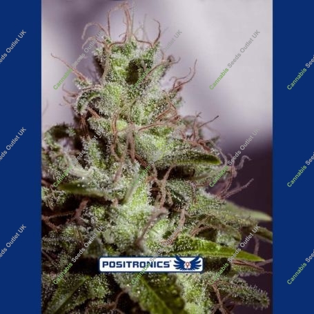 Supercheese Express Auto Feminized Marijuana Strain by Positronic Seeds For Sale Online at Cannabis Seeds Outlet