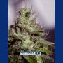 Supercheese Express Auto Feminized Marijuana Strain by Positronic Seeds For Sale Online at Cannabis Seeds Outlet