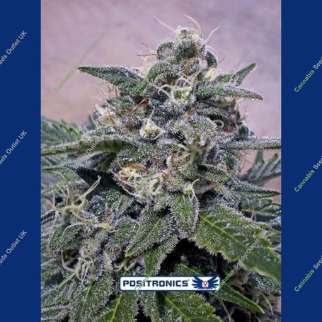 Supercheese Feminized Marijuana Strain by Positronic Seeds For Sale Online at Cannabis Seeds Outlet