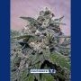 Supercheese Feminized Marijuana Strain by Positronic Seeds For Sale Online at Cannabis Seeds Outlet