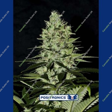 Wernard Express Auto Feminized Marijuana Strain by Positronic Seeds For Sale Online at Cannabis Seeds Outlet