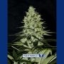 Wernard Express Auto Feminized Marijuana Strain by Positronic Seeds For Sale Online at Cannabis Seeds Outlet