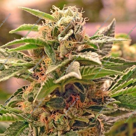 Chemdawg No.4 100 Feminized Marijuana Strain by Professor Trichome For Sale Online at Cannabis Seeds Outlet