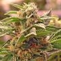 Chemdawg No.4 100 Feminized Marijuana Strain by Professor Trichome For Sale Online at Cannabis Seeds Outlet