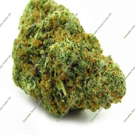 Gelato 100 Feminized Marijuana Strain by Professor Trichome For Sale Online at Cannabis Seeds Outlet