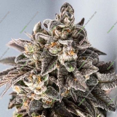 Girl Scout Cookies Marijuana Strain by Professor Trichome For Sale Online at Cannabis Seeds Outlet