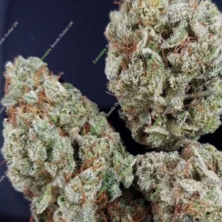 Gorilla Glue 100 Feminized Marijuana Strain by Professor Trichome For Sale Online at Cannabis Seeds Outlet