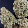 Gorilla Glue 100 Feminized Marijuana Strain by Professor Trichome For Sale Online at Cannabis Seeds Outlet