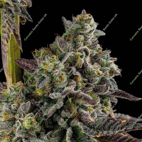 Kosha Kush 100 Feminized Marijuana Strain by Professor Trichome For Sale Online at Cannabis Seeds Outlet