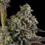 Kosha Kush 100 Feminized Marijuana Strain by Professor Trichome For Sale Online at Cannabis Seeds Outlet