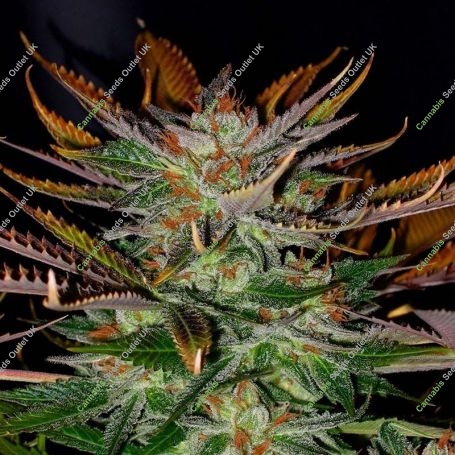 Kosha Tangee 100 Feminized Marijuana Strain by Professor Trichome For Sale Online at Cannabis Seeds Outlet
