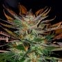 Kosha Tangee 100 Feminized Marijuana Strain by Professor Trichome For Sale Online at Cannabis Seeds Outlet